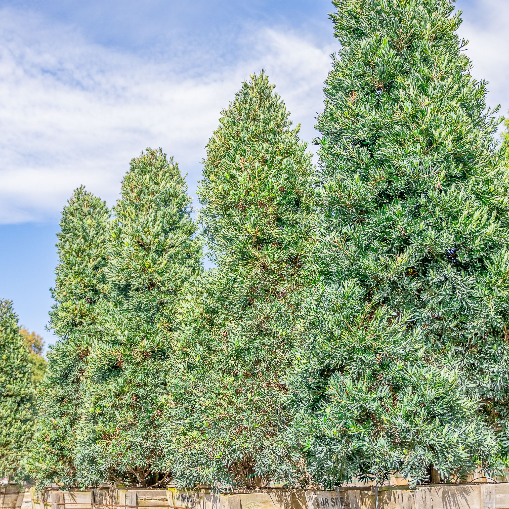 Icee Blue Podocarpus | Evergreen Trees | Moon Valley Nurseries
